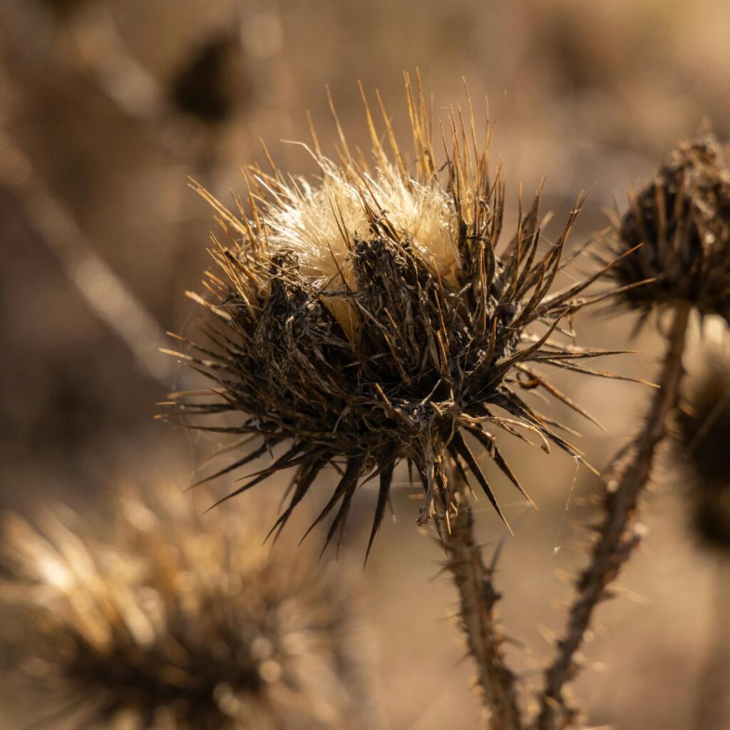 Czy ostropest i sylimaryna to to samo?