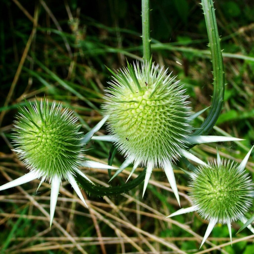 Olej z Ostropestu Plamistego - Naturalny Eliksir dla Zdrowia i Urody