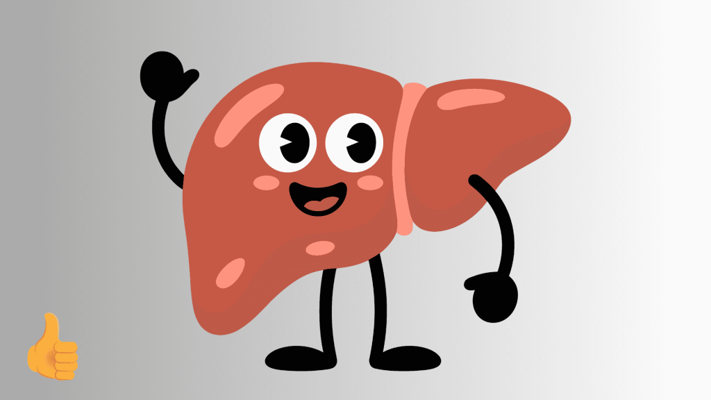 Wątroba nie boli, ale daje znaki. Jak ją zregenerować Ostropestem?